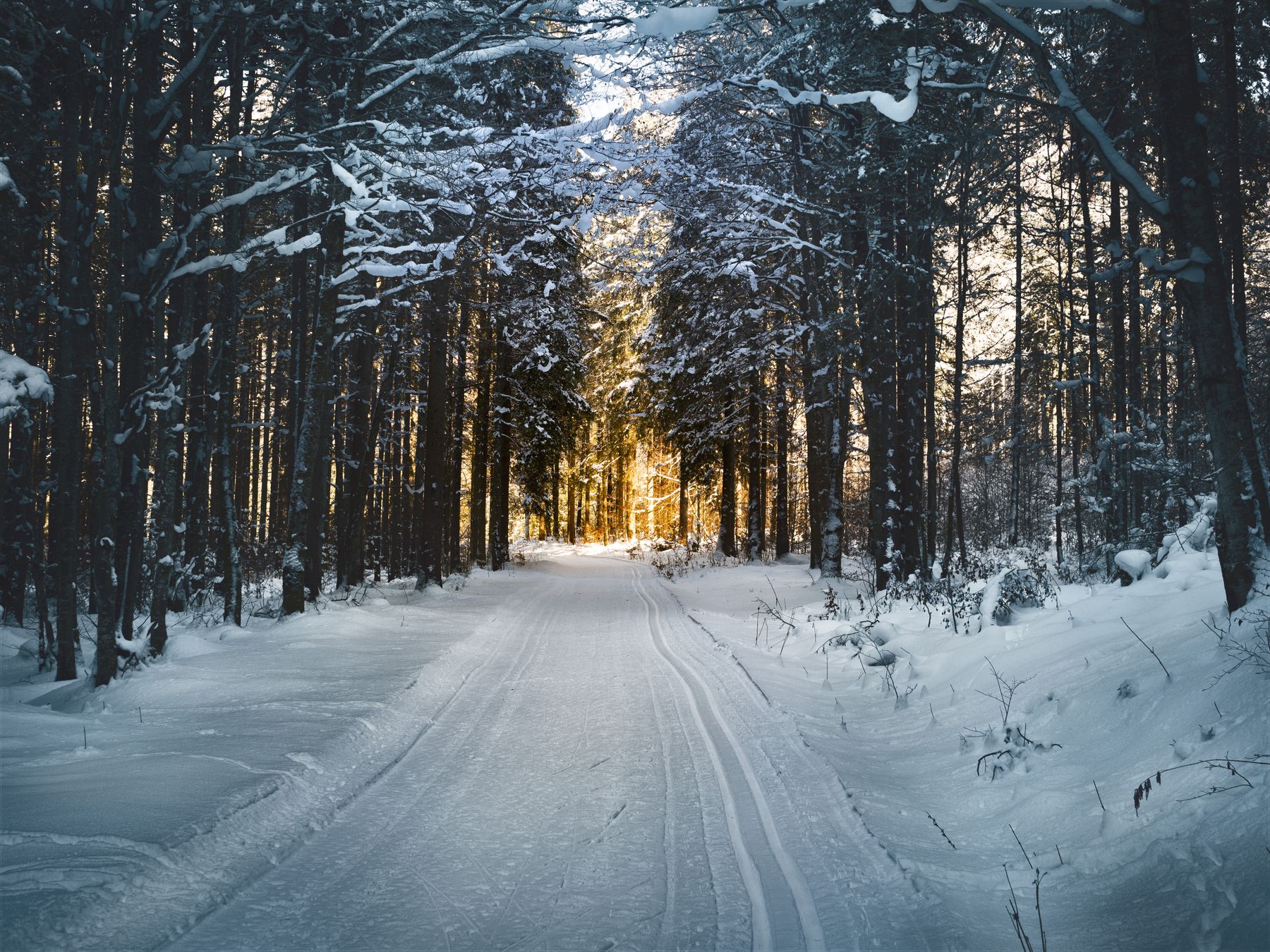 Verschneite Straße zwischen Bäumen