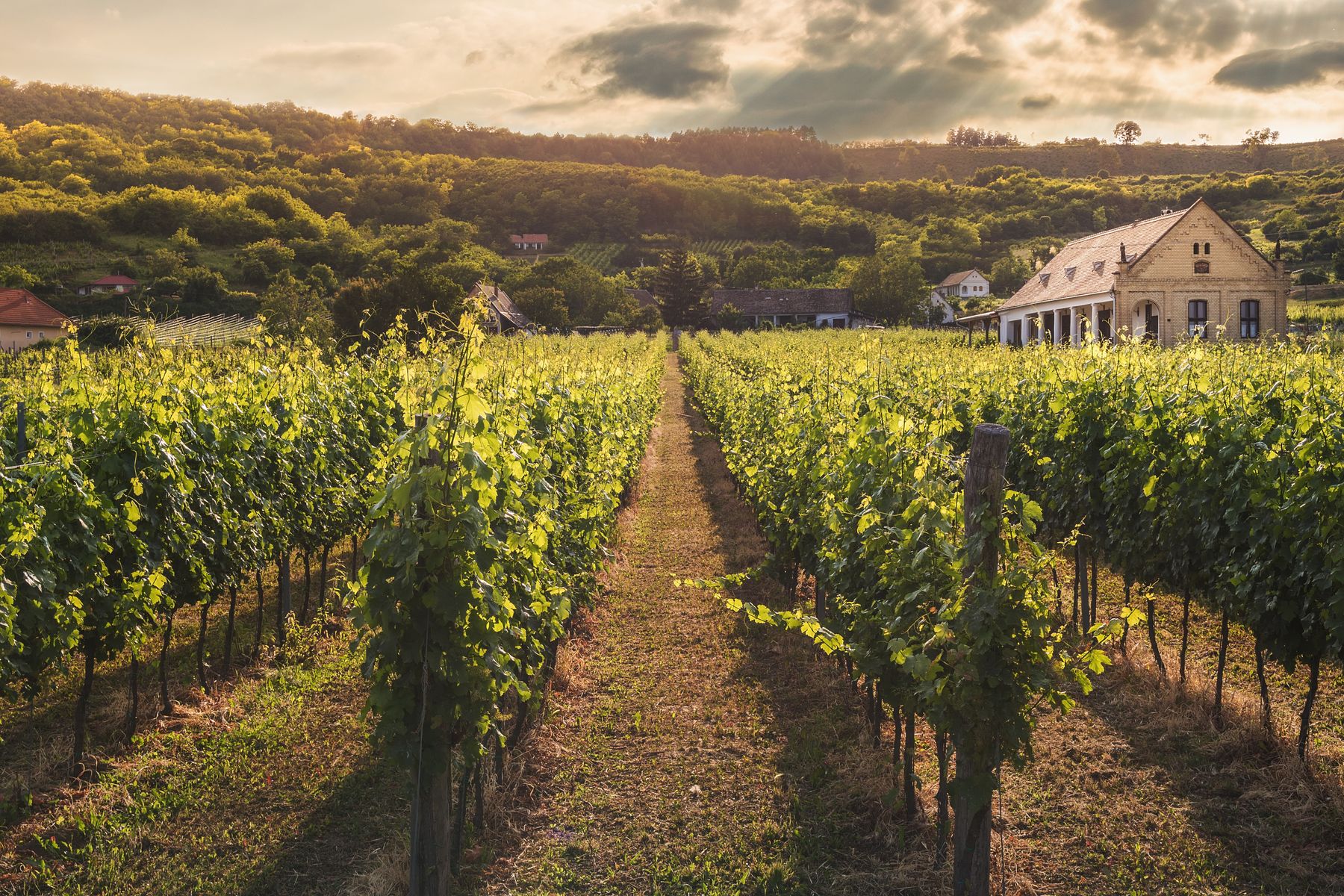 Weinberge in der Abendsonne entlang einer Kammstraße